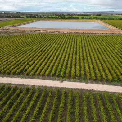 A field with rows of plants and a large, rectangular reservoir of water.