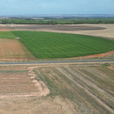 A semi-circular area of plants in a field