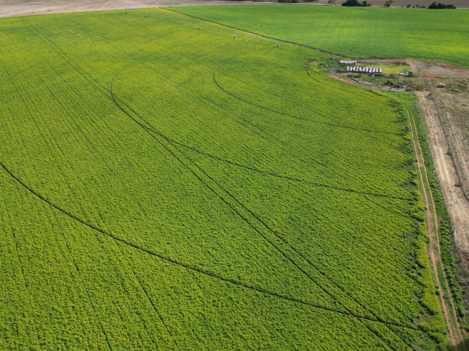 A large area of luscious green plants in a field